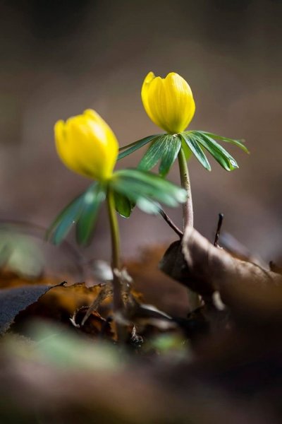 10+1 tavaszi kép, ami szebbé teszi a napodat