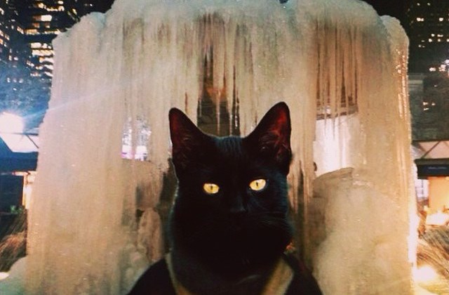 Betört a Jégvarázs New Yorkba Betört a Jégvarázs New Yorkba