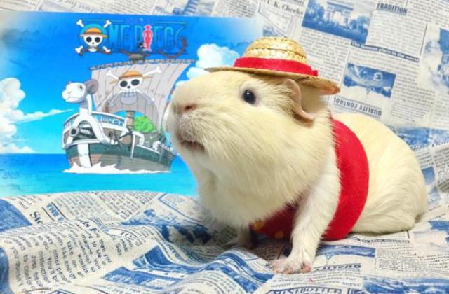 Cosplay tengeri malac - ilyet még nem láttál