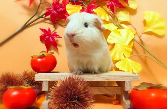 Cosplay tengeri malac - ilyet még nem láttál