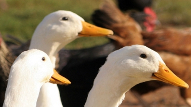 Forrás: http://portal.nebih.gov.hu/