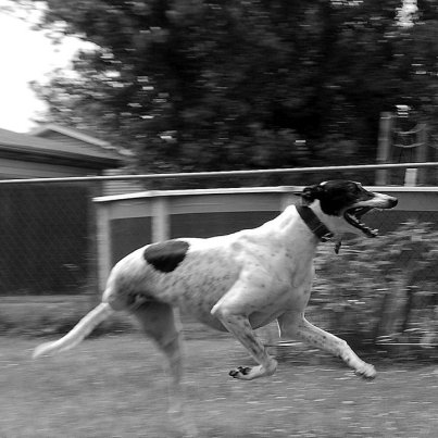 Megható fotók: újra boldogan szalad az amputált lábú kutya