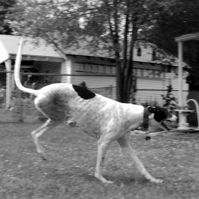 Megható fotók: újra boldogan szalad az amputált lábú kutya