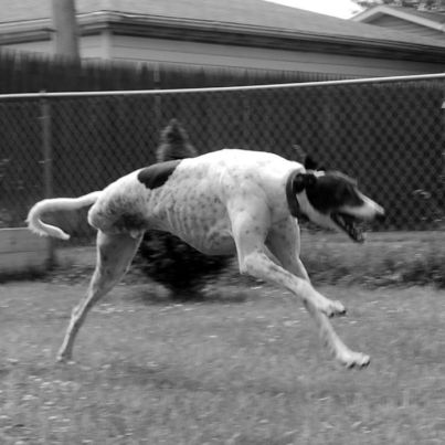 Megható fotók: újra boldogan szalad az amputált lábú kutya Megható fotók: újra boldogan szalad az amputált lábú kutya