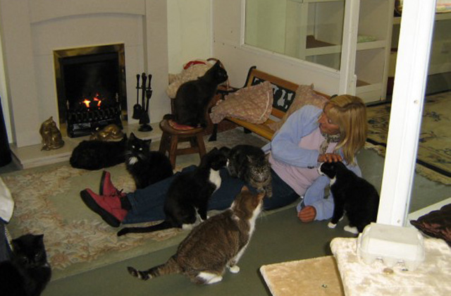 Macskáknak nyitottak öregek otthonát Macskáknak nyitottak öregek otthonát