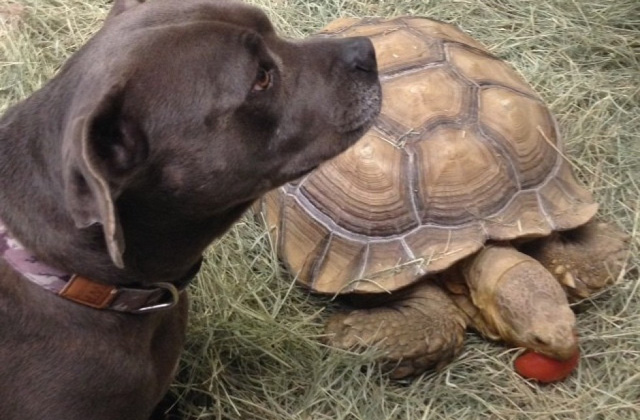 Egy teknős a pitbull legjobb barátja - videó