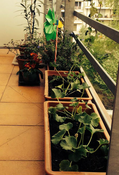 Ezt csináld a muskátlival teleltetés után!