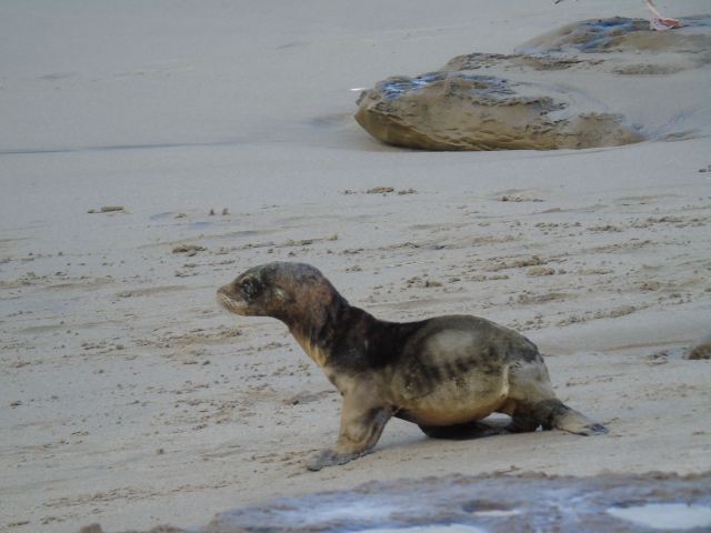 Globális felmelegedés: éheznek a bébifókák Kaliforniánál