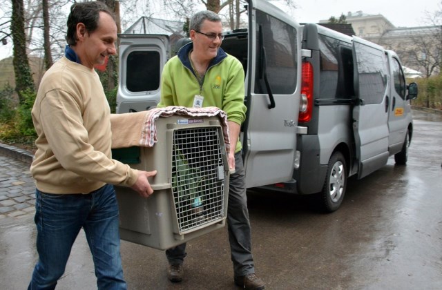 Péntektől már láthatjuk a koalákat az Állatkertben Péntektől már láthatjuk a koalákat az Állatkertben