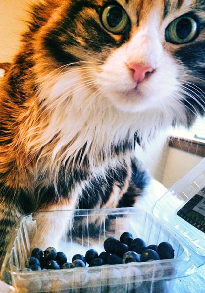 Vicces fotók: macskák, akik furcsa dolgokat esznek