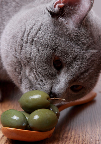Vicces fotók: macskák, akik furcsa dolgokat esznek
