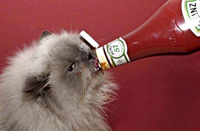 Vicces fotók: macskák, akik furcsa dolgokat esznek