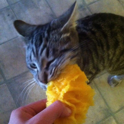 Vicces fotók: macskák, akik furcsa dolgokat esznek