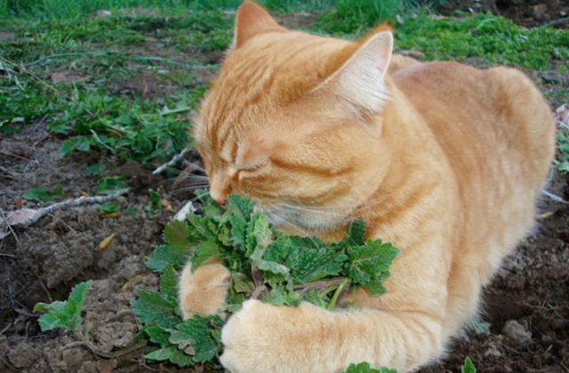 Vicces fotók: macskák, akik furcsa dolgokat esznek