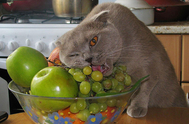 Vicces fotók: macskák, akik furcsa dolgokat esznek