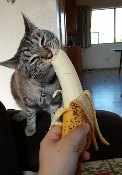 Vicces fotók: macskák, akik furcsa dolgokat esznek