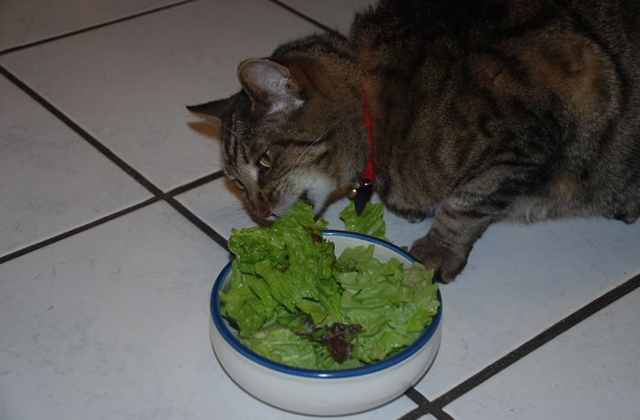 Vicces fotók: macskák, akik furcsa dolgokat esznek