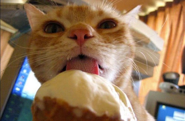 Vicces fotók: macskák, akik furcsa dolgokat esznek