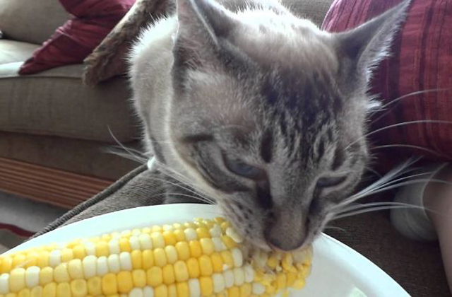 Vicces fotók: macskák, akik furcsa dolgokat esznek