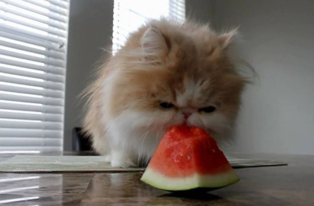 Vicces fotók: macskák, akik furcsa dolgokat esznek