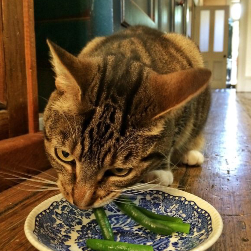 Vicces fotók: macskák, akik furcsa dolgokat esznek