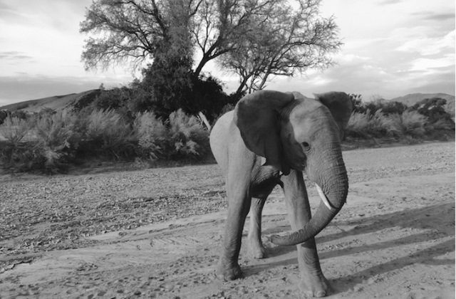 Fotó: Jen B. - Namíbia