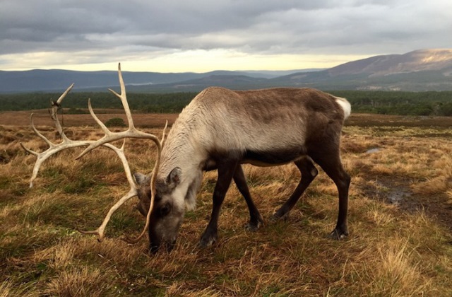 Fotó: Alastair B. - Skócia