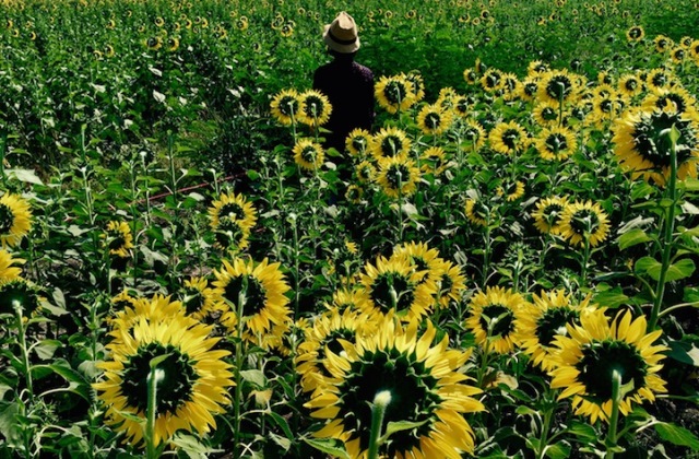 Fotó: Jirasak P. - Thaiföld