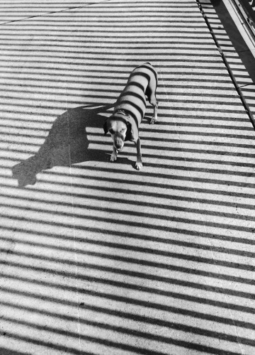 Fotó: Noah W. - USA