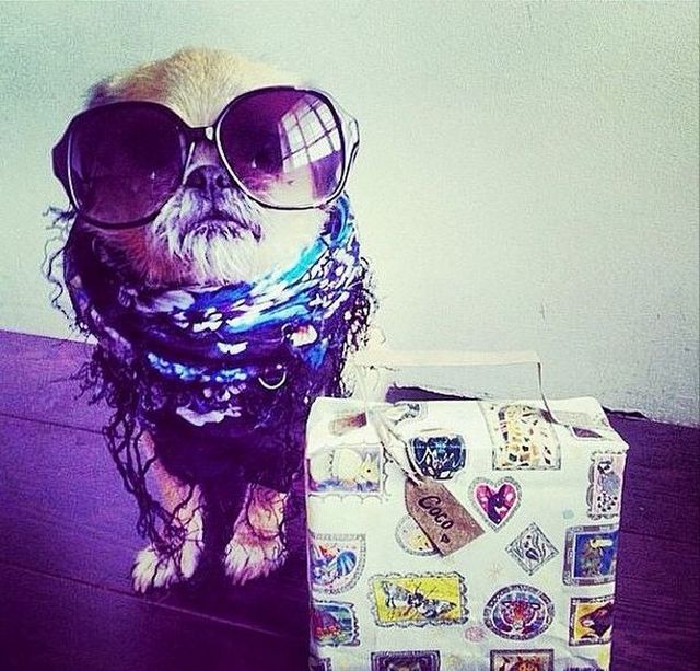 Íme a kutyák, akik jobban élnek, mint mi Íme a kutyák, akik jobban élnek, mint mi