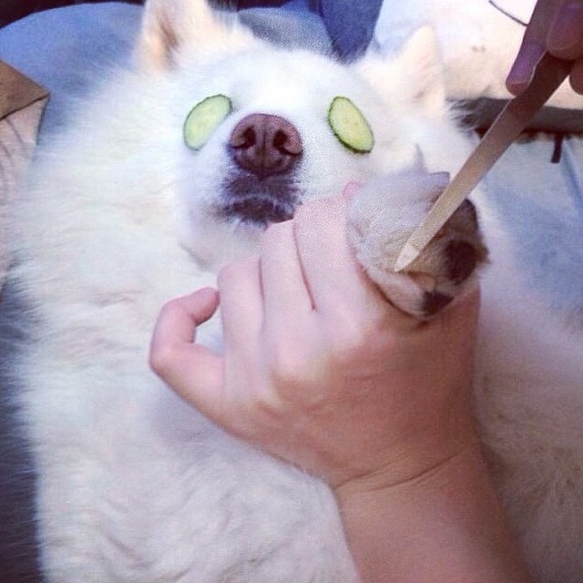 Íme a kutyák, akik jobban élnek, mint mi Íme a kutyák, akik jobban élnek, mint mi