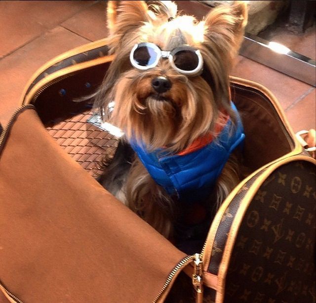 Íme a kutyák, akik jobban élnek, mint mi Íme a kutyák, akik jobban élnek, mint mi