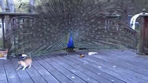 Napi undi: ezekből van a porcica