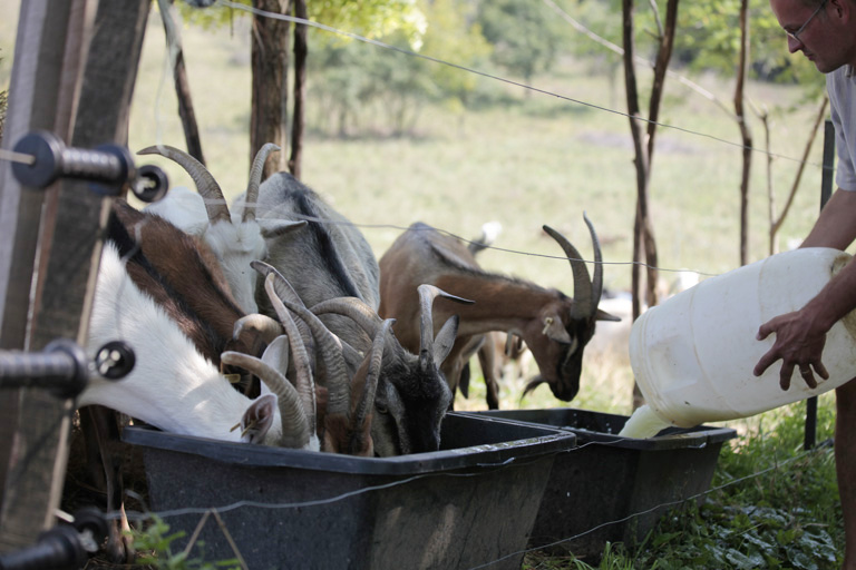 Gondoltál már rá, hogy elmész a Balaton-felvidékre kecskéket nevelni? Ők megcsinálták