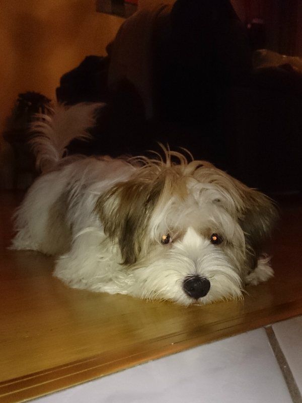 Brúnó, az én szemem fénye