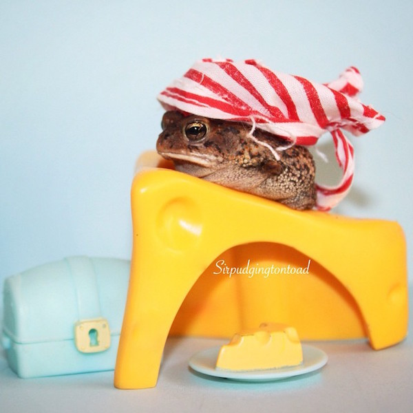 Internetes sztár lett a háromlábú varangyosbéka - fotók