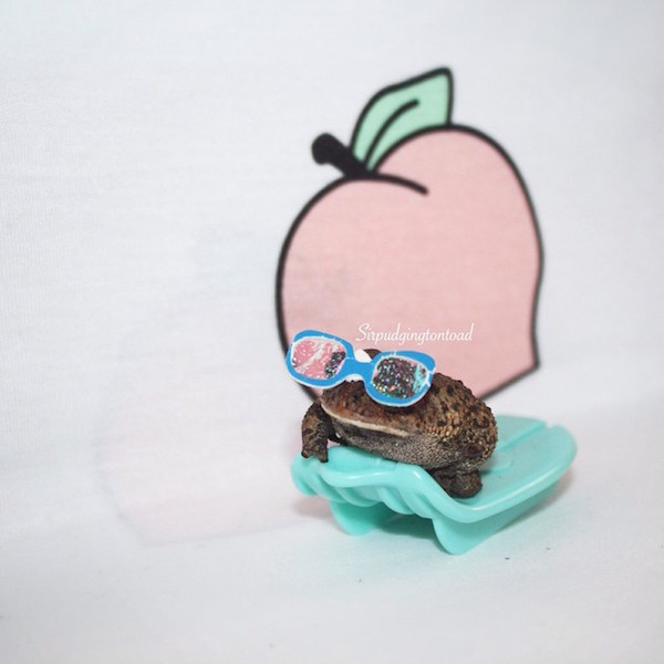 Internetes sztár lett a háromlábú varangyosbéka - fotók