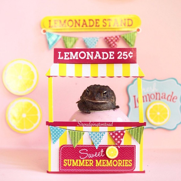 Internetes sztár lett a háromlábú varangyosbéka - fotók