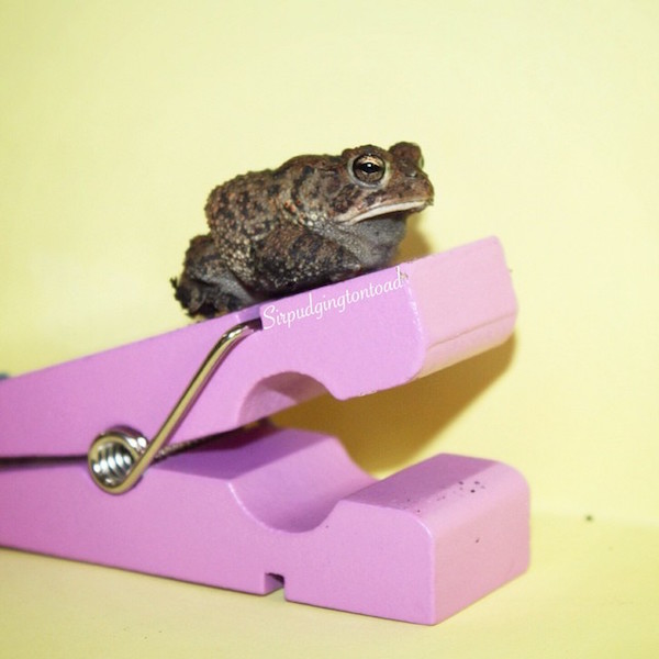 Internetes sztár lett a háromlábú varangyosbéka - fotók