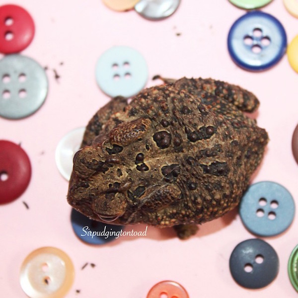 Internetes sztár lett a háromlábú varangyosbéka - fotók