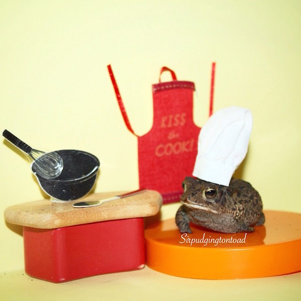 Internetes sztár lett a háromlábú varangyosbéka - fotók