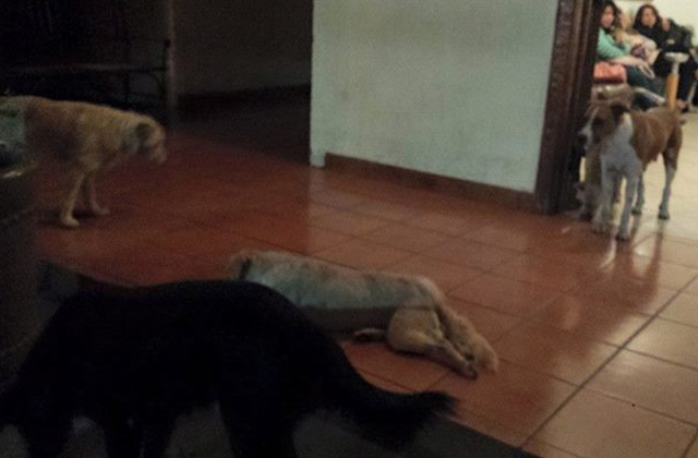 Kóbor kutyák jelentek meg jótevőjük temetésén - megható fotók