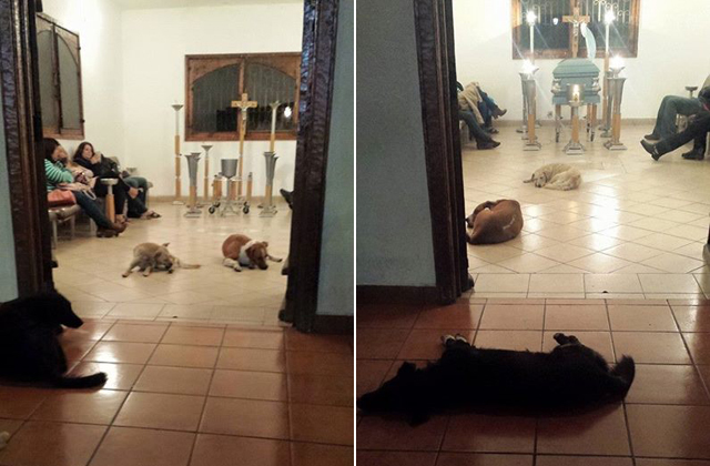 Kóbor kutyák jelentek meg jótevőjük temetésén - megható fotók