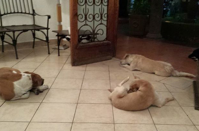 Kóbor kutyák jelentek meg jótevőjük temetésén - megható fotók