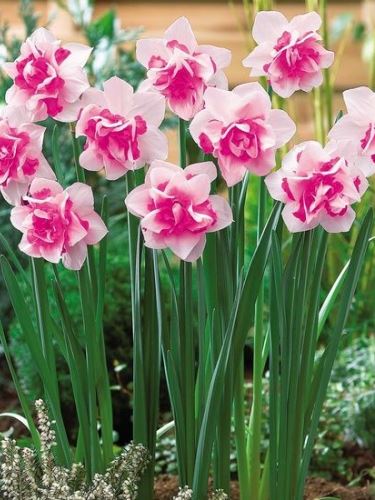 Ültess tulipánt, nárciszt, jácintot a balkonra