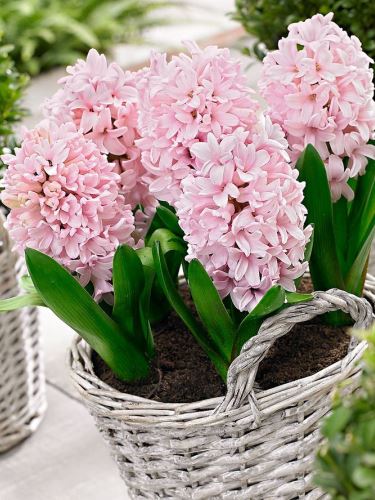 Ültess tulipánt, nárciszt, jácintot a balkonra