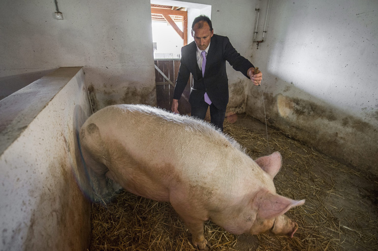 Föláll a szőr a hátamon magától!