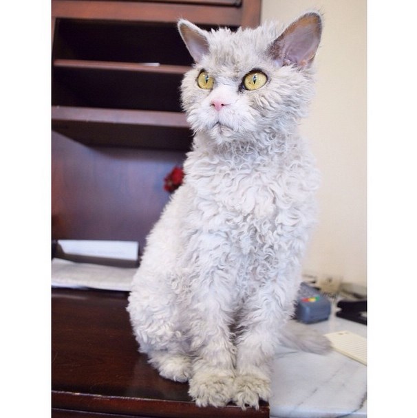 Albert, a morcos macska az internet új sztárja