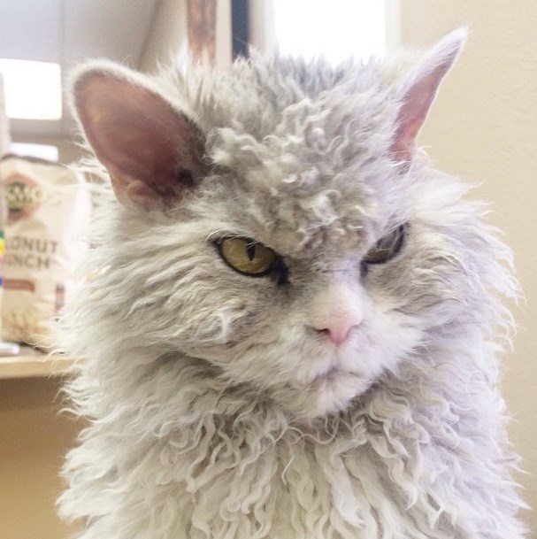 Albert, a morcos macska az internet új sztárja