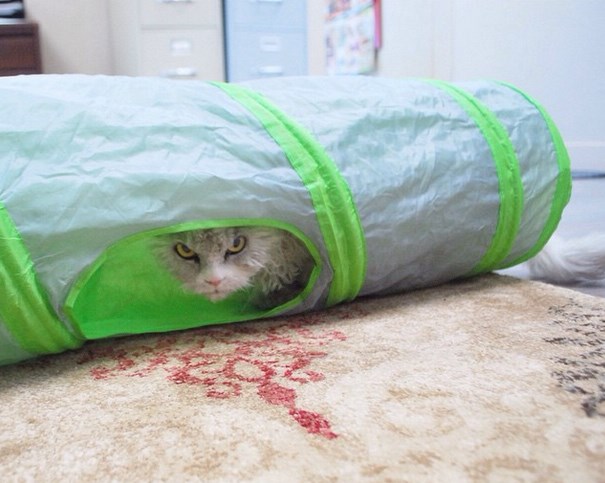 Albert, a morcos macska az internet új sztárja